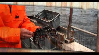 Creel fishing for lobster prawns and crabs in Scotland [upl. by Sidalg]