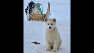 Grenlandzkie psy w Sisimiut  Greenlandic dogs in Sisimiut [upl. by Culver89]