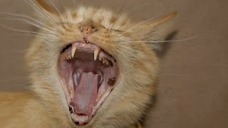 cat screaming sound effect  cat meowing non stop loud  cat scary meow [upl. by Glaser]