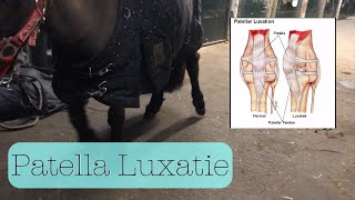 Jip heeft Patella Luxatie  Uitleg  Patella luxatie 1 [upl. by Orsino]