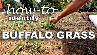 HowTo Identify Buffalo Grass Seedlings and Control Weeds [upl. by Thgirw]