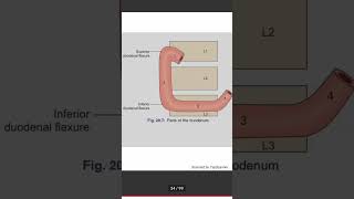 duodenum anatomy  johari mbbs medical my life essential of Medical science tcml [upl. by Mcferren]