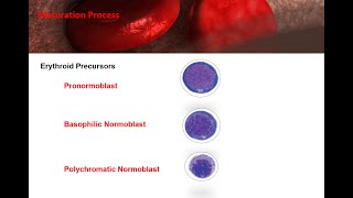 ASCP  MLS  MLT  Hematology  Erythropoiesis Red Blood Cell Formationproduction and destruction [upl. by Richers]