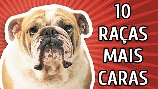 10 RAÇAS DE CACHORRO MAIS CARAS [upl. by Moguel]