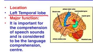 Brocas area vs Wernickes area  VCE Psychology [upl. by Joo]