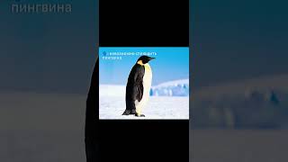 Оказывается что возможно android smartphone error linux мем edit [upl. by Genesia]