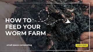 How To Feed Your Worm Farm [upl. by Letsirc]