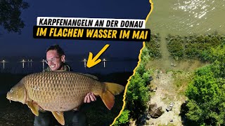 Karpfenangeln am Fluss I BigfishEskalation im flachen Wasser im Mai [upl. by Afatsuom]