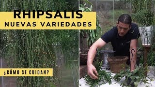 Nuevas variedades de Rhipsalis  Decogarden  Jardinatis [upl. by Alyhc]