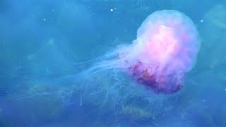 Lions Mane Jellyfish  Cyanea capillata [upl. by Powel804]