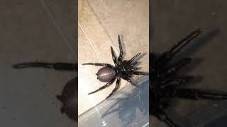 Funnelweb Spider Hadronyche Valida Rehousing [upl. by Branen]