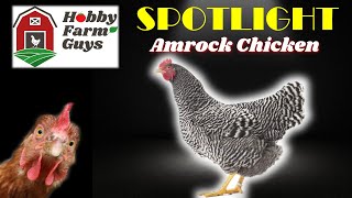 HFG Farm Animal Spotlight Amrock Chicken [upl. by Evvie962]