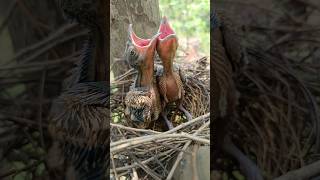 Rufous treepie baby birds bird nature youtubeshorts [upl. by Ayikur450]