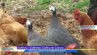 Gallineta o Gallina de Guinea [upl. by Ellenid]