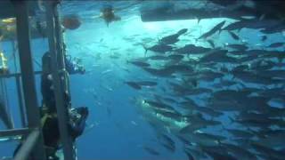 Cage Diving with Great White Sharks of Isla Guadalupe Mexico [upl. by Banks]