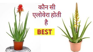 जानिए कौन सी एलोवेरा होती है Best  aleo vera plant  एलोवेरा की पहचान  aloe vera kaise lagaye [upl. by Supmart444]