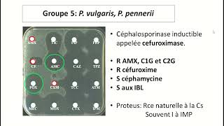 Lecture interprétative de l’antibiogramme des entérobactéries [upl. by Ydnil]