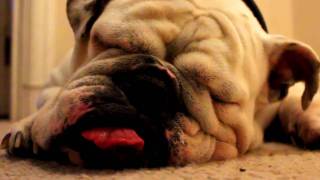 British Bulldog Snoring [upl. by Neomah150]