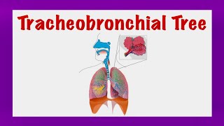 The Tracheobronchial Tree Thorax [upl. by Ybur]