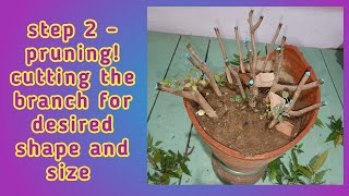 step2 pruning cutting the branch for desired shape and sizehow to grow a bonsai treeBaghwani695 [upl. by Nolak471]