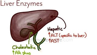 Liver Enzymes Transaminase Alkaline phosphatase Gamma Glutamyl transpeptidase 5 nucleotidase [upl. by Noitsuj]