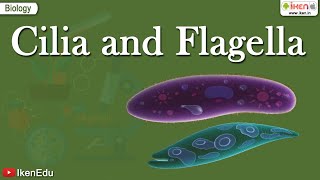 Cilia and Flagella  Class 11 Biology  Structural Organization of the Cell  iKen [upl. by Ronacin]