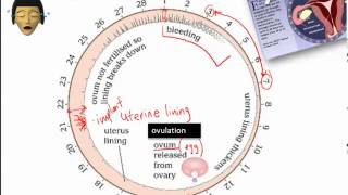 Menstrual Cycle Grade 7 [upl. by Nnyloj87]