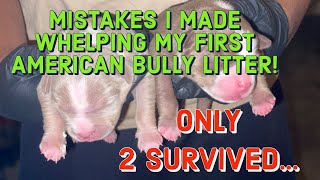 MISTAKES I MADE WHELPING MY FIRST AMERICAN BULLY LITTER  POCKET AMERICAN BULLY [upl. by Krahling287]