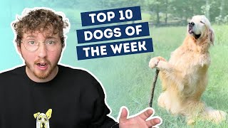 This Dog Is A Wizard  Top 10 Dogs of the Week [upl. by Sauers]