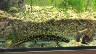 Triturus marmoratus [upl. by Efron730]