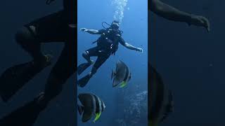 chumphon Koh tao Diving with OT Discovery Divers travel kohtaodiving thailand diving [upl. by Rtoip]