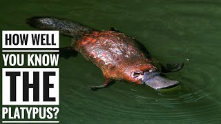 Platypus  Description Characteristics and Facts [upl. by Salas]