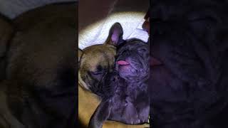 Snoring frenchies [upl. by Dnalyk]