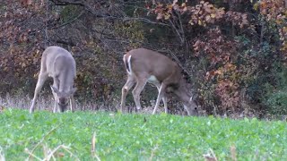 Deer Vlog First Illinois sit in hay bale blind Deer hunting and Nice Buck adventures [upl. by Alicsirp618]