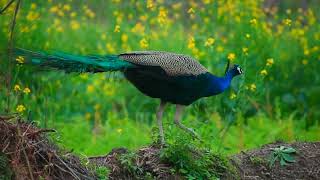 Real Peacock Video  Beautiful Bird  Mmb Nature  Peacock 4k Video [upl. by Carissa]