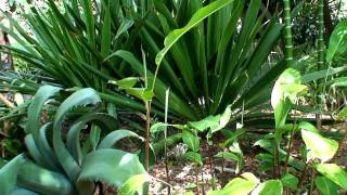 Jardin Botanico Tenerife 1080p [upl. by Firman]