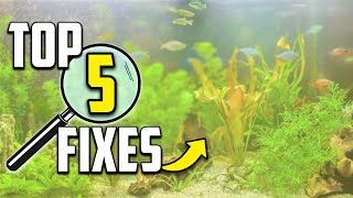 5 Reasons Your Aquarium Looks Cloudy And How to Fix It [upl. by Kantos]