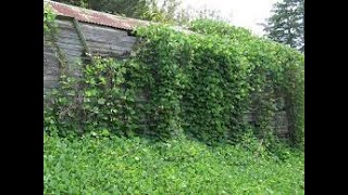 Amazing Idea way to get rid of invasive Vines in hours [upl. by Notlok]