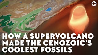 How a Supervolcano Made the Cenozoic’s Coolest Fossils [upl. by Guy]