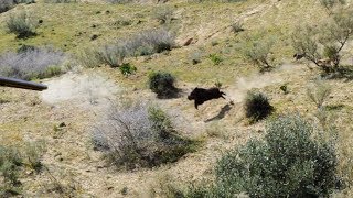 Chasse Sanglier au Maroc avec de Nombreux Tirs [upl. by Hansel]