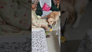 Tuffy loves his grandmother 😍🐾🐕 goldenretriever goldenpaws doglover tuffy pets [upl. by Lemart]