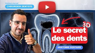 Le SECRET des DENTS  le NERF dentaire [upl. by Pauiie]