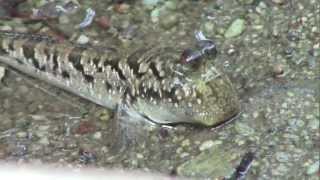 Fish In Trees  Mudskippers In Mangroves [upl. by Delilah]