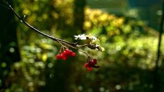 Nature in stunning 4K Autumn day near Capellen Luxembourg [upl. by Wurtz]