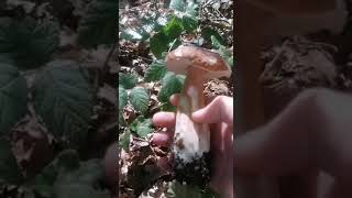 cèpe à gogo sortie en forêt partie 2 le 30 septembre 2021 cèpes bolets en folie [upl. by Anwahsal97]