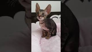 Cornish Rex kitty so so cute [upl. by Jaworski]