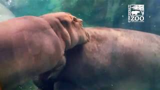 Baby Hippo Fiona and Mom Bibi Playing  Cincinnati Zoo [upl. by Ylsel]