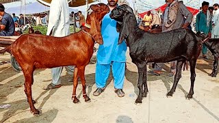 Bakra Mandi sahiwal ki update top ki Bital Bachon wali Bakrian Altaf goat farm [upl. by Neirol56]