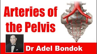 Arteries of the Pelvis Dr Adel Bondok [upl. by Irma]