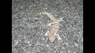 In Search of the Geckos of Borrego NightRiding and Herping [upl. by Mosier]